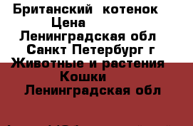 Британский  котенок  › Цена ­ 4 000 - Ленинградская обл., Санкт-Петербург г. Животные и растения » Кошки   . Ленинградская обл.